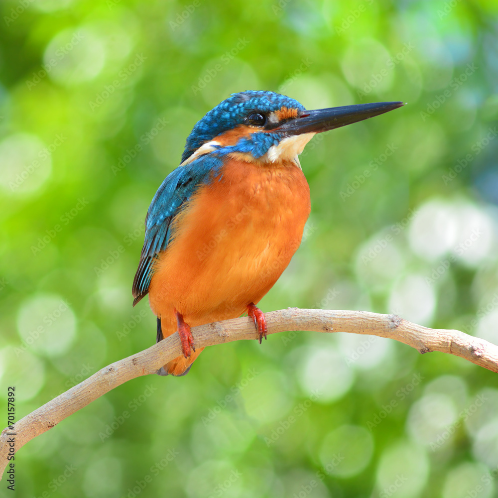 Kingfisher bird Kingfisher bird