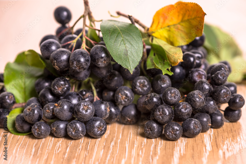 choke-berry (aronia) - branch with berries choke-berry (aronia) - branch with berries