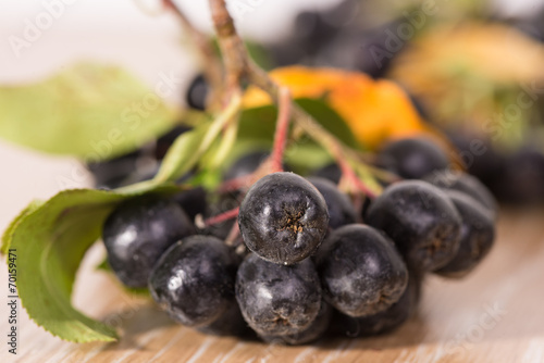 choke-berry  aronia  - branch with berries