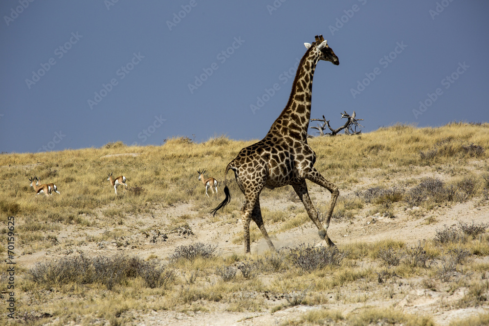 Obraz premium Giraffe in Namibia, Africa