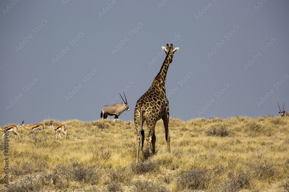 Obraz premium Giraffe in Namibia, Africa