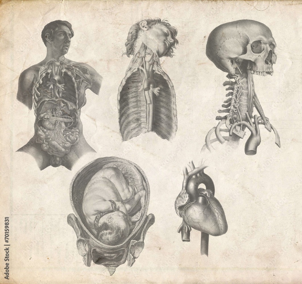 Naklejka premium vintage anatomical image