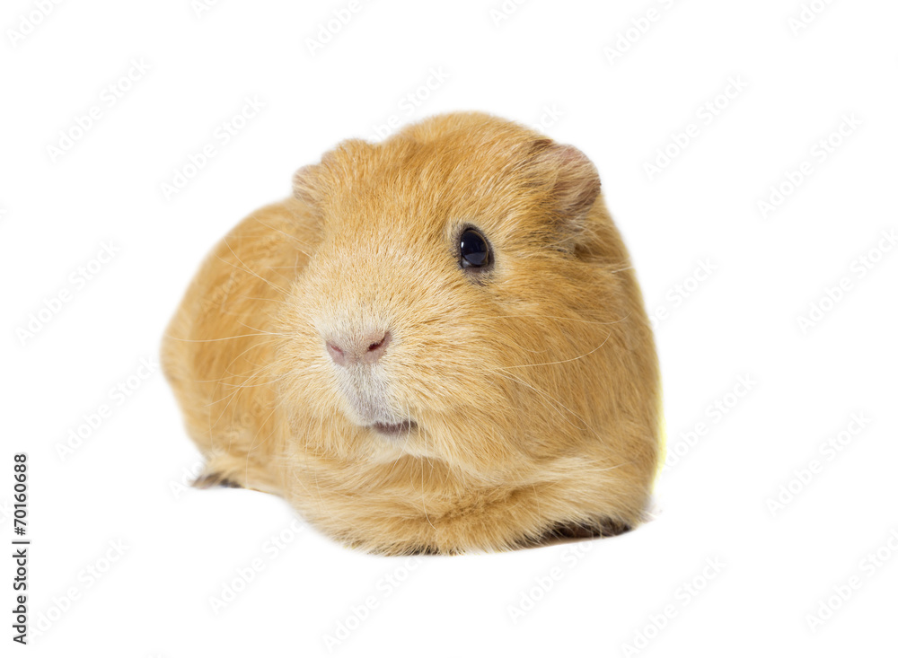 red guinea pig