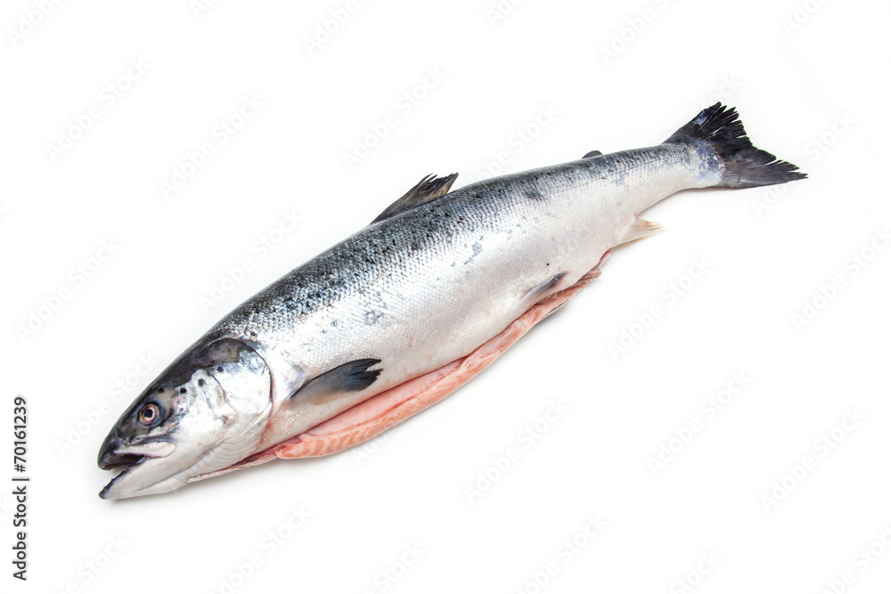 Atlantic Salmon (Salmo solar) whole fish. Atlantic Salmon (Salmo solar) whole fish.