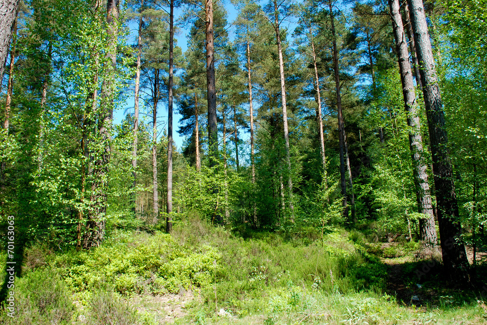 Fototapeta premium Tall green forest trees