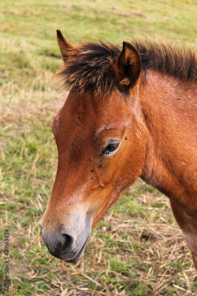 Fototapeta premium Horse
