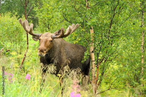 Dziki samiec łosia w naturze, Norwegia