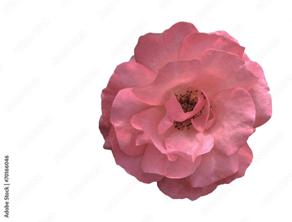 Pink rose on white Pink rose on white