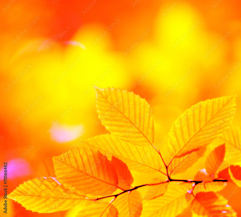 autumn leaves autumn leaves