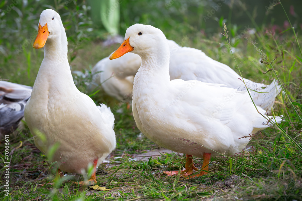 Domestic geese Domestic geese