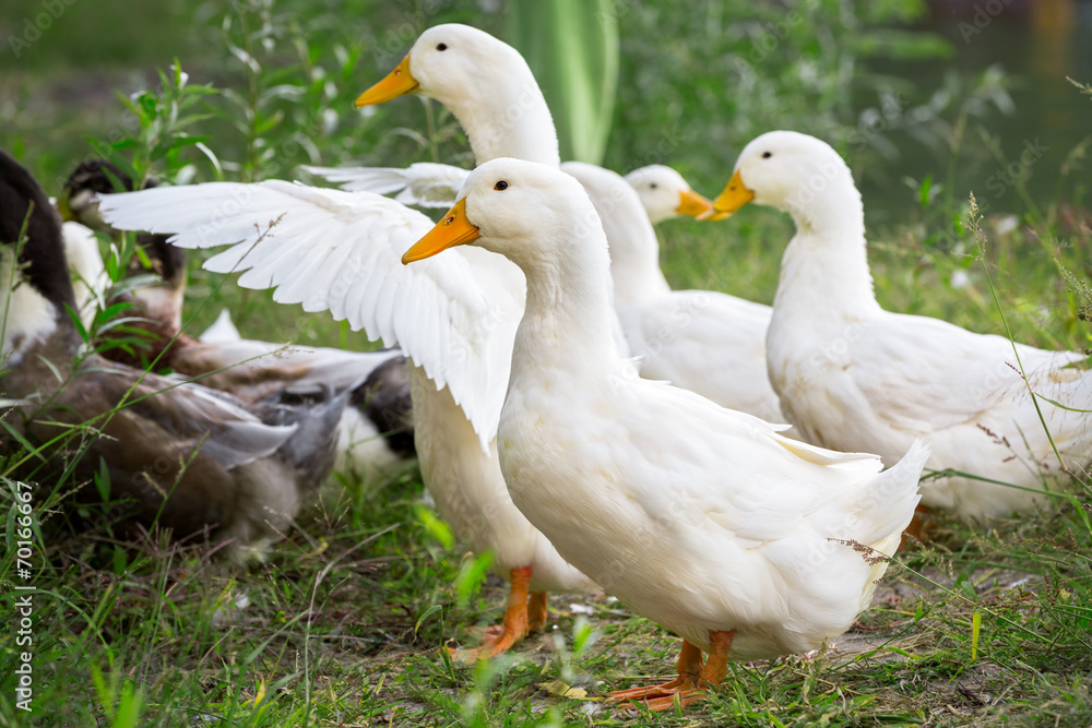 Geese Geese