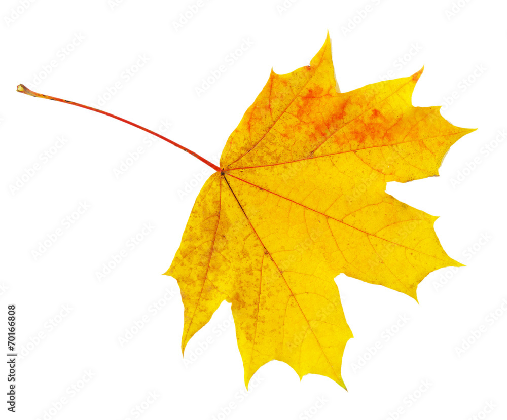 autumn maple leaf autumn maple leaf