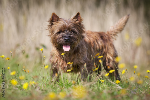 Konstfotografi Brown Cairn Terrier Dog