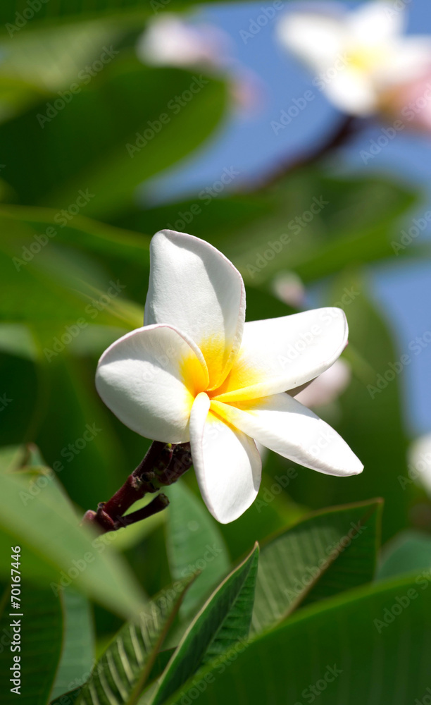 white plumeria flowers white plumeria flowers