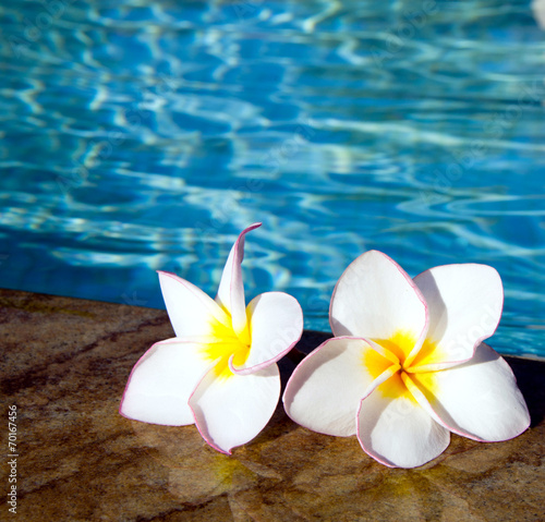  flower on swimming pool © Pakhnyushchyy