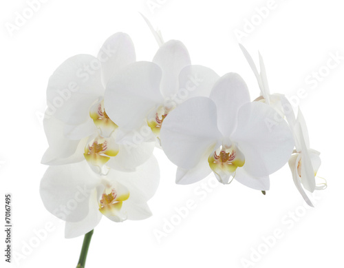 white orchids