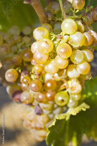 Vineyard grapes photo