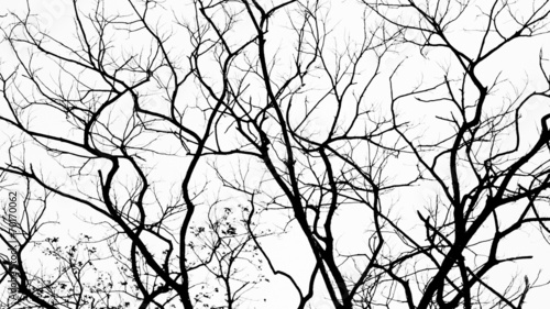 Branches in black on white