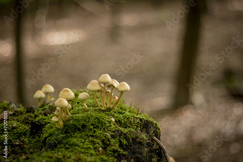 little lovely mushroom growing in a dead tree covered of moss in
