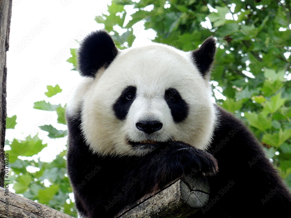Fototapeta premium Panda Géant 7