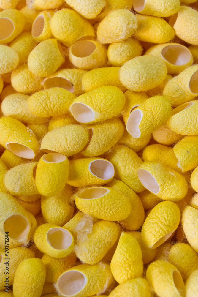 yellow cocoon yellow cocoon