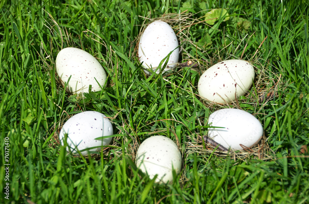 Easter eggs in the grass Easter eggs in the grass
