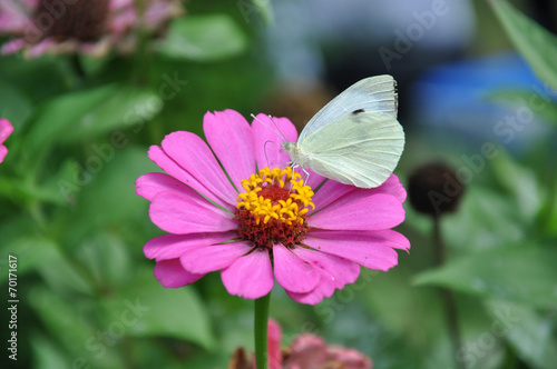 white butterfly © timur1970