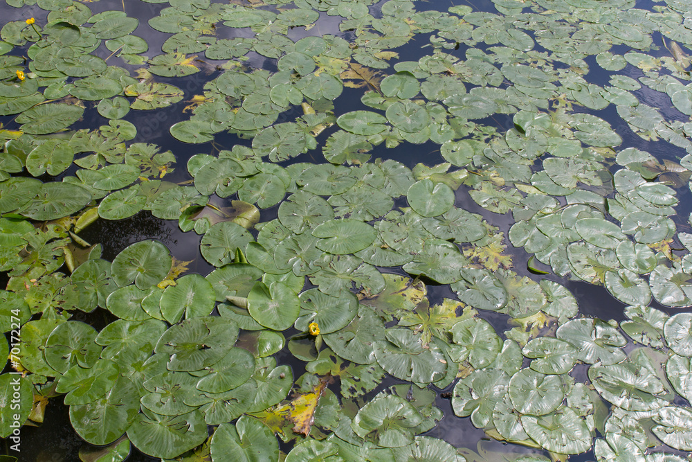 lily pads on the water lily pads on the water