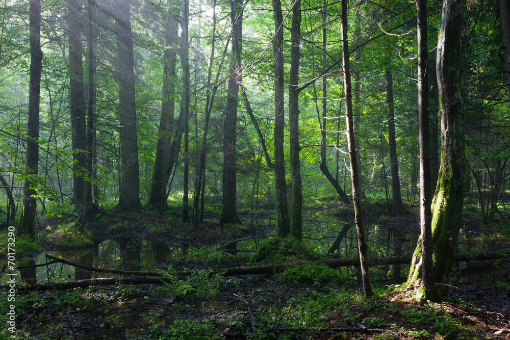 Summertime sunrise in wet stand of Bialowieza Forest