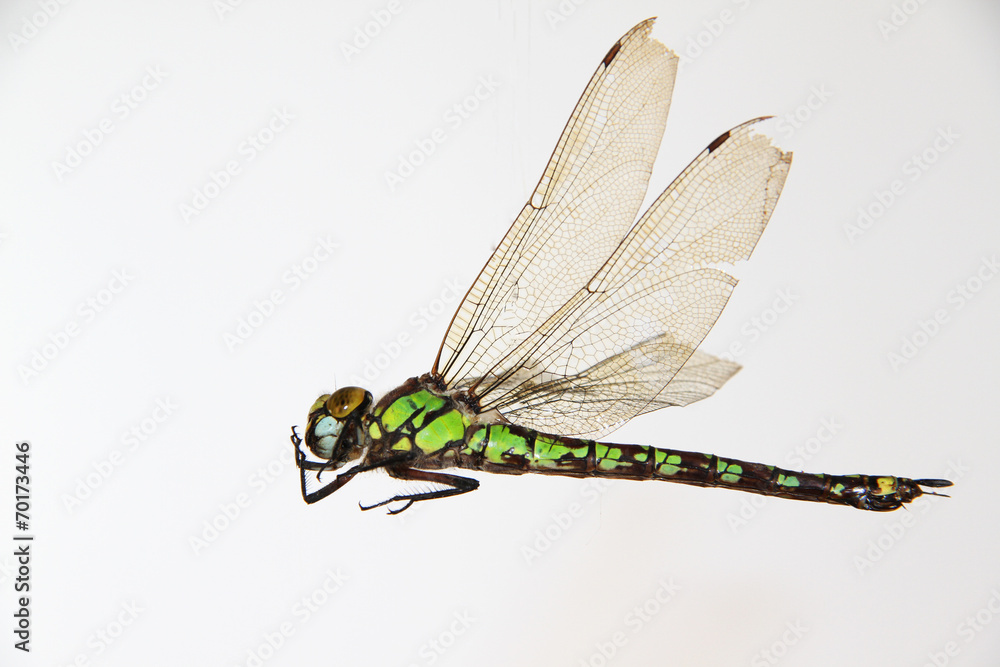 libellule libellule