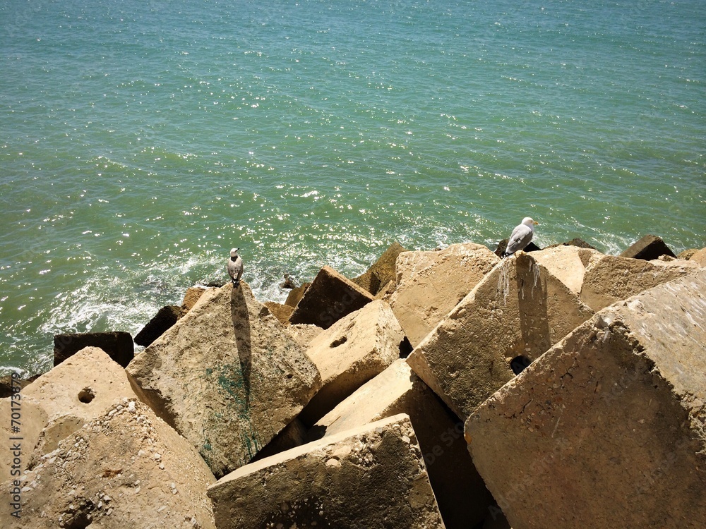 Seemöwen auf Betonwürfeln in Cadiz Seemöwen auf Betonwürfeln in Cadiz