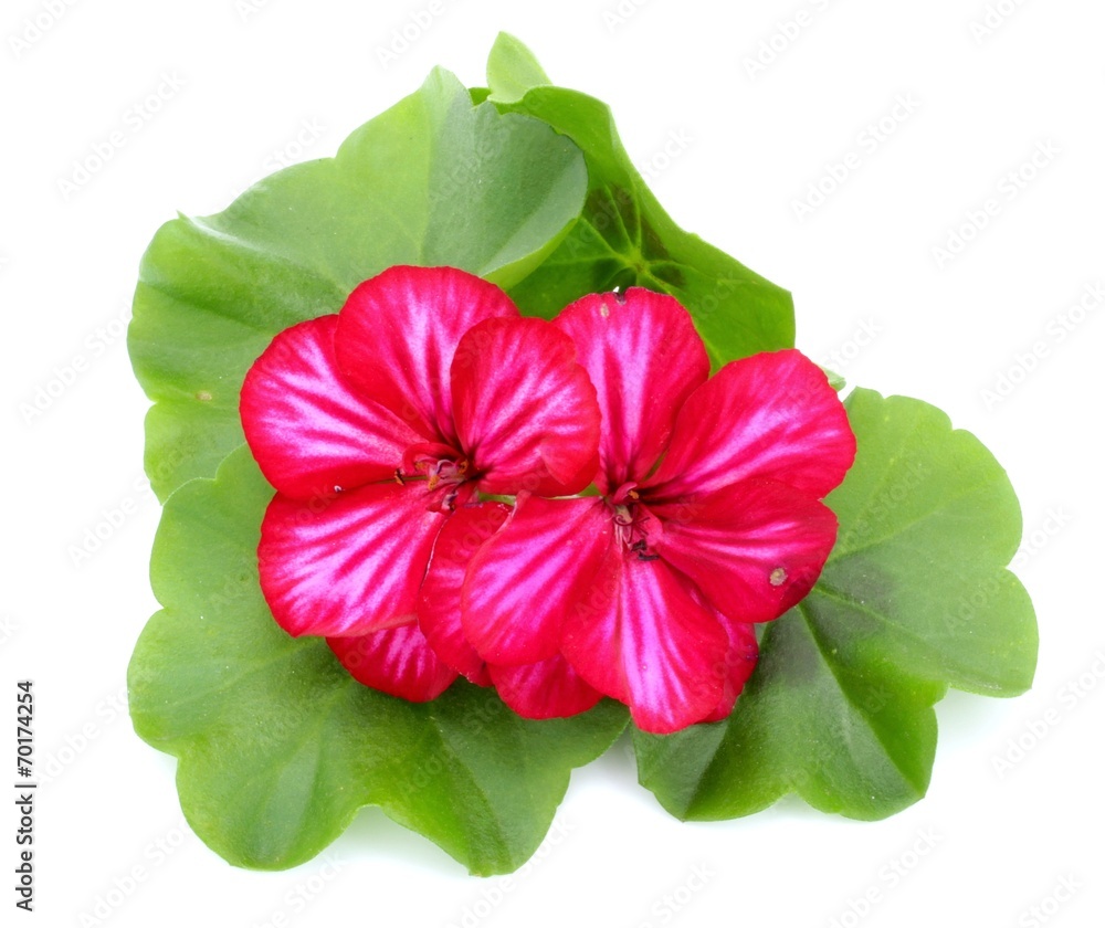 pelargonia pelargonia