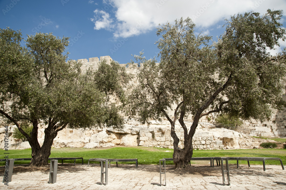 olive trees in Jerusalem