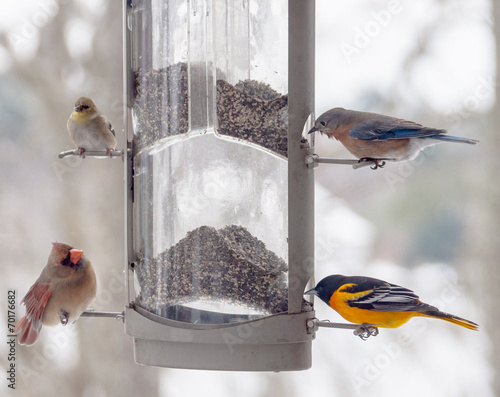 Billede på lærred Multiple bird species at bird feeder on cold winter morning