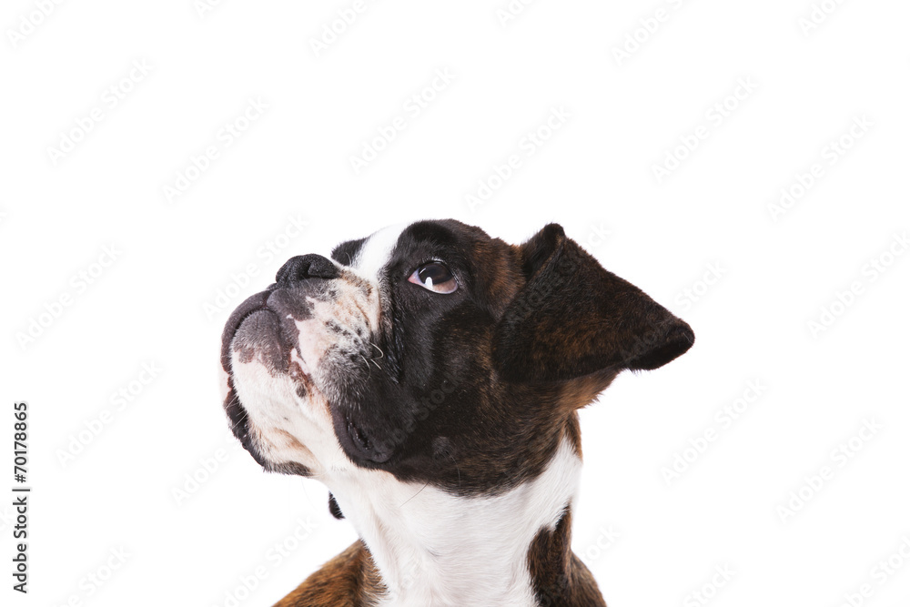 Boxer dog at studio Boxer dog at studio