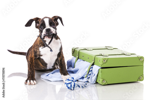 Fototapeta Boxer dog at studio