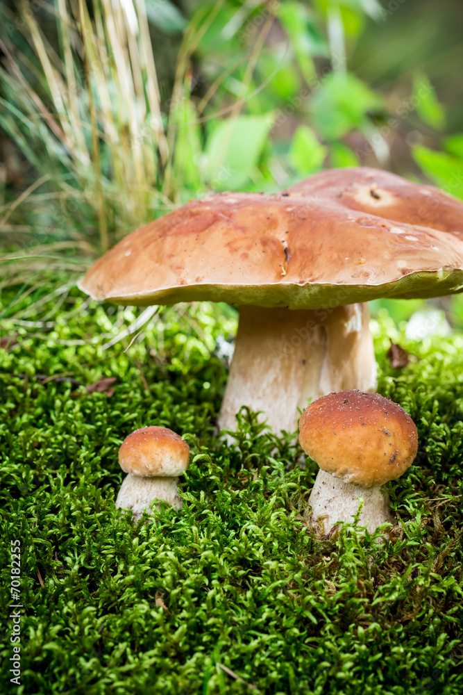 Boletus mushroom on moss in the forest at sunset Boletus mushroom on moss in the forest at sunset