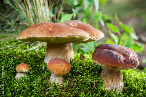 Boletus mushrooms on moss at dawn in the forest