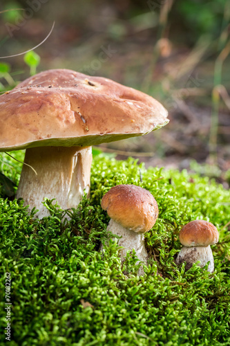 Wild noble mushrooms in forest