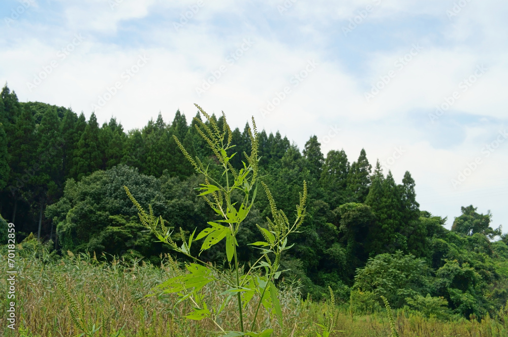 Obraz premium オオブタクサ