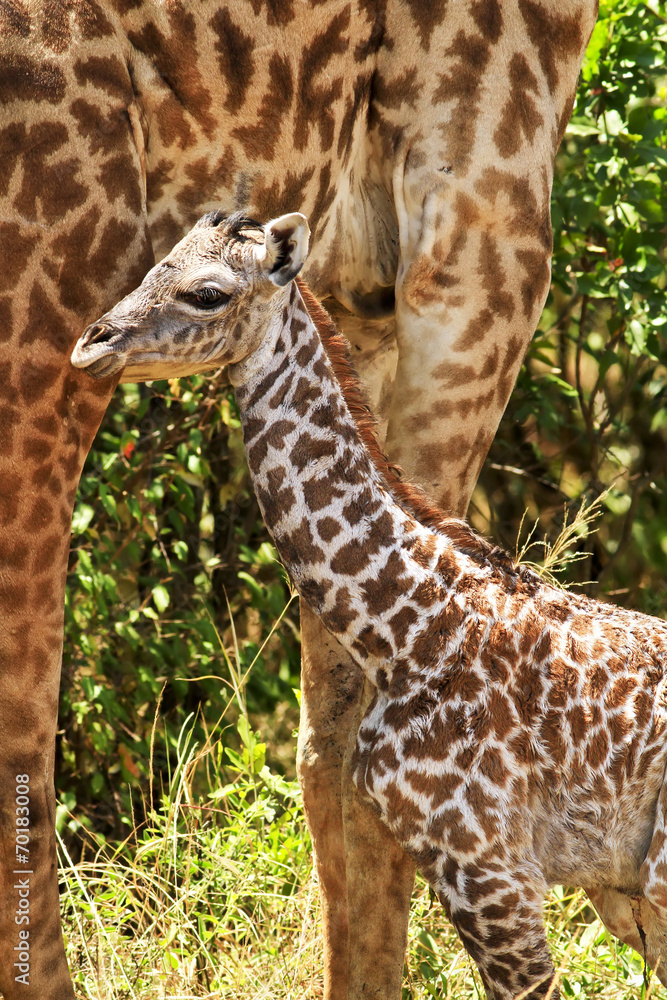Newborn Giraffe on the Masai Mara Newborn Giraffe on the Masai Mara
