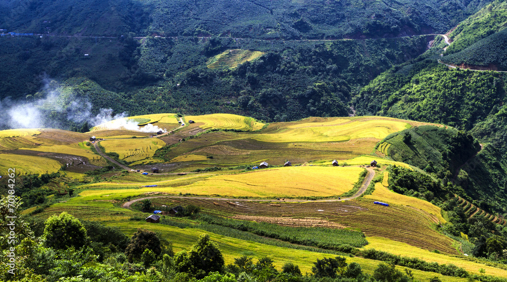 terraced rice field