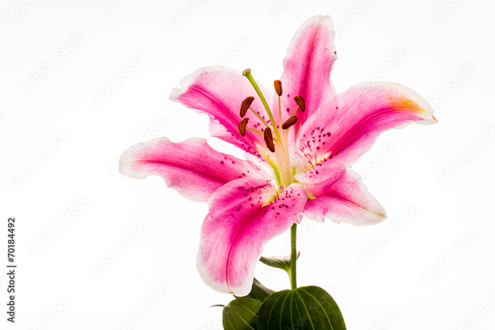lilly flower isolated on white background