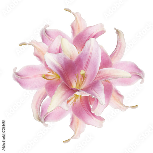 Fototapeta Naklejka Na Ścianę i Meble -  Lily