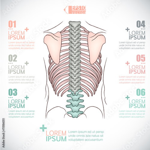 Human bone Infographics