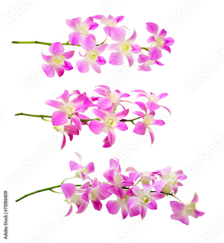 Purple orchid. Isolated with a white background © modify260