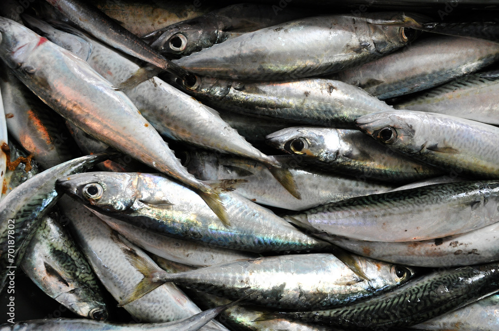 Fresh fish in a fish market Fresh fish in a fish market