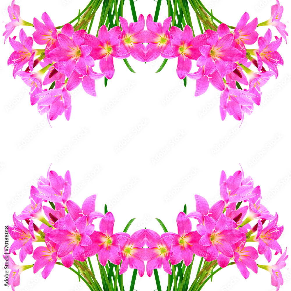Zephyranthes Lily Zephyranthes Lily