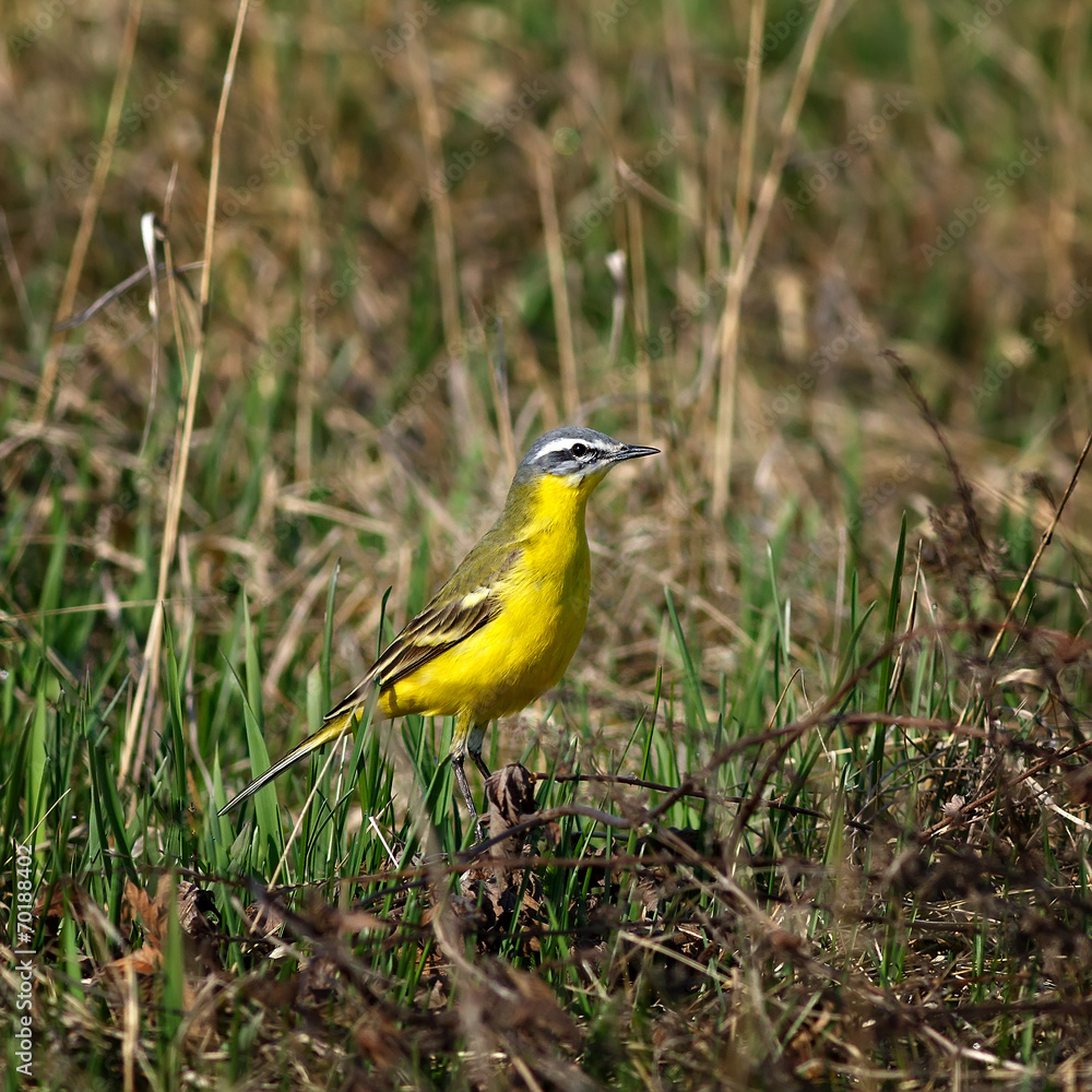 Fototapeta premium Yellow Wagtail in the spring meadow.