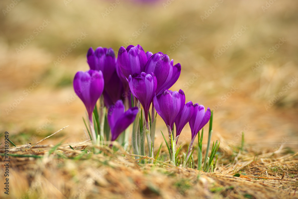 Fototapeta premium Sprind flowers. Beautiful natural composition